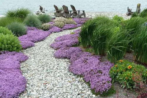 Groundcovers With Purple Flowers 12