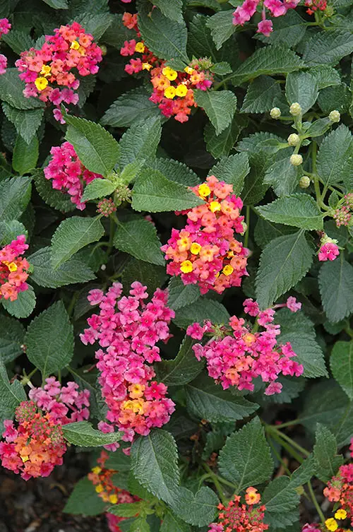 Types of Lantanas 10