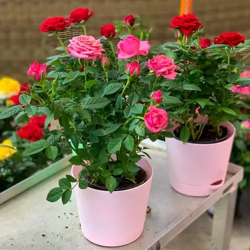 Most Fragrant Flowers According to Gardeners 19