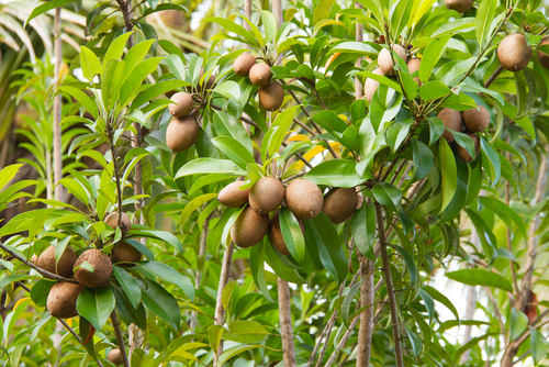 Growing Sapodilla Tree and Care | How to Grow a Sapodilla Tree