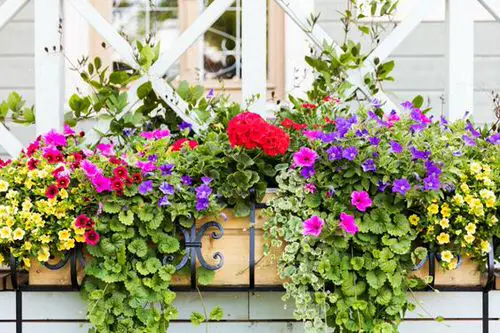 Prettiest Window Boxes
