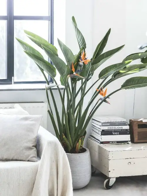  Indoor Plants That Look Like A Banana Tree