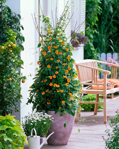 Plants Resistant to Drought 6