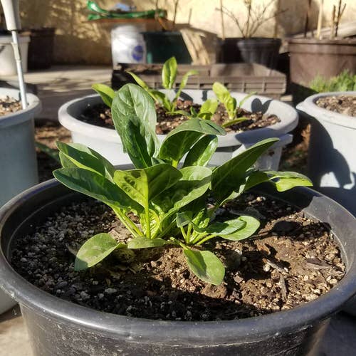 Types of Spinach to Grow in Pots 2