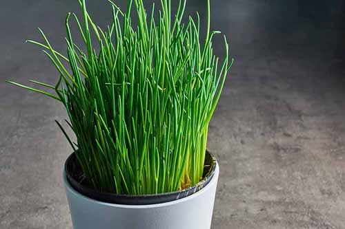 Herbs that Grow from Division 2