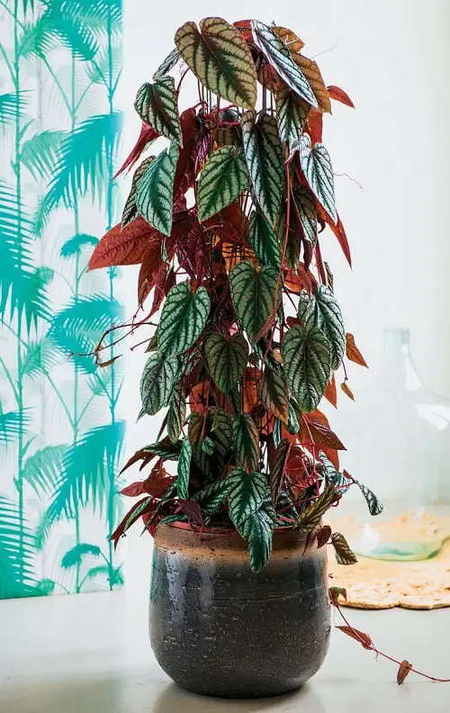 best Cool Indoor Vines and Climbers People Usually Don't Grow