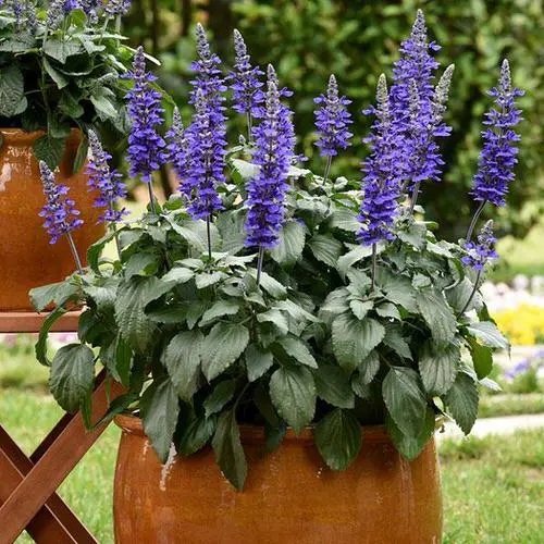Top Flowers for Direct Sunlight beautiful 