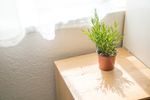Secrets To Grow Fuller and Bushier Rosemary 2
