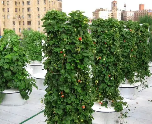 Ways to Grow Strawberries 6