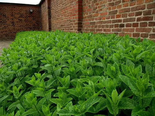 Shade Loving Ground Covers 11