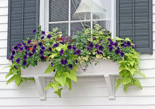 Prettiest Window Boxes 12