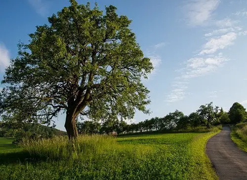 Types of Oak Trees 10