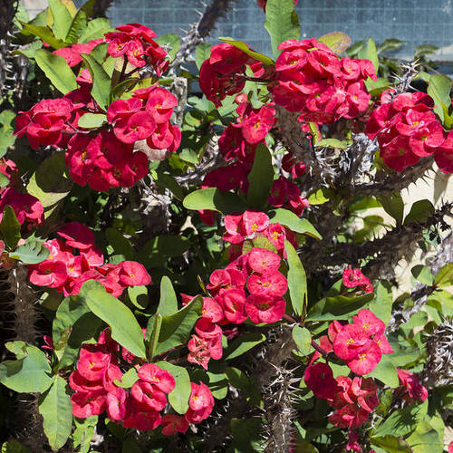 Plants That Can Survive a Drought 2