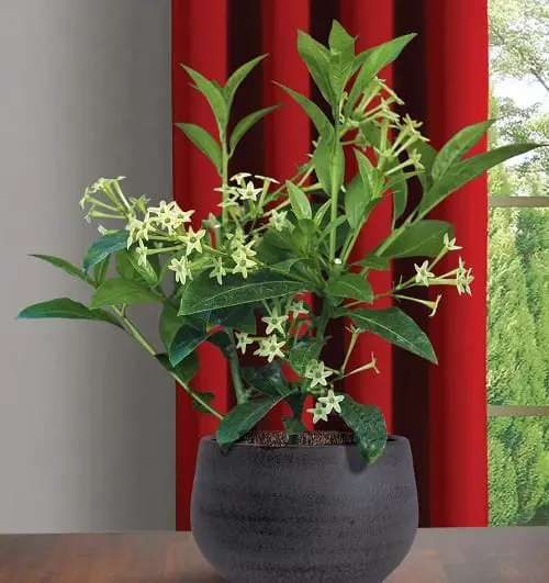 Most Fragrant Flowers According to Gardeners 23