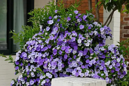 Most fragrant flowers chosen by gardeners. 24