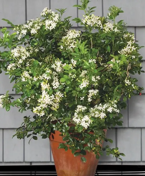 Most Fragrant Flowers According to Gardeners 25