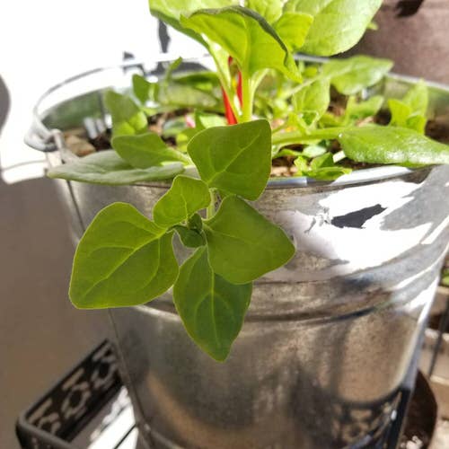 Types of Spinach to Grow in Pots 9