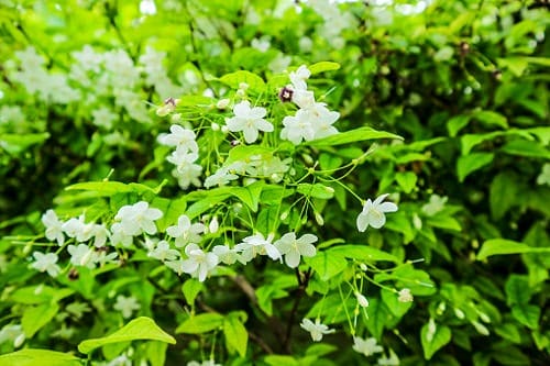 Most fragrant flowers chosen by gardeners. 26
