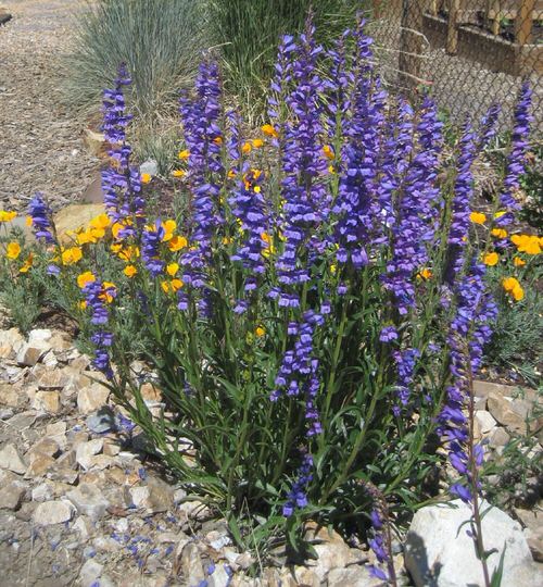 Plants That Can Withstand Drought 3