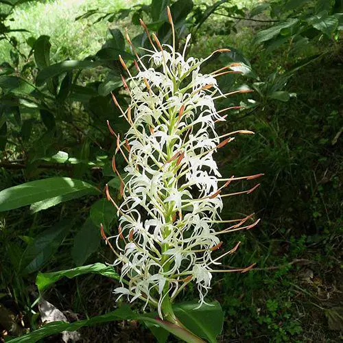 Most Fragrant Flowers According to Gardeners 27