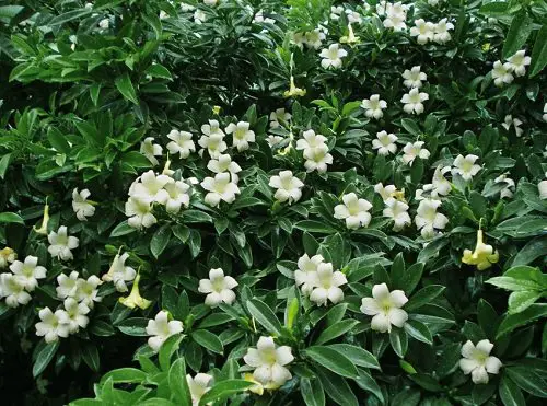 Most Fragrant Flowers According to Gardeners 29