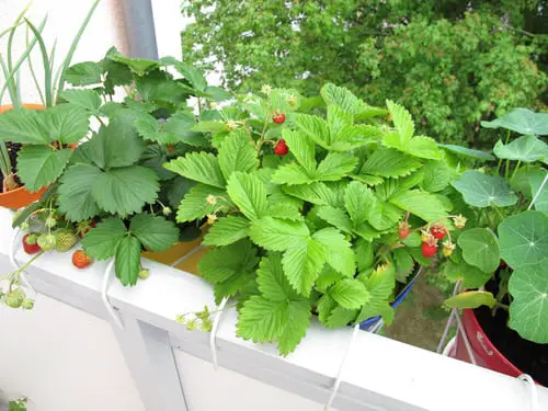 Edible Balcony Gardens 10