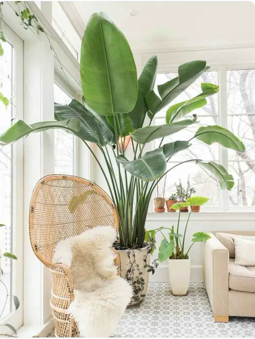 top  Indoor Plants That Look Like A Banana Tree