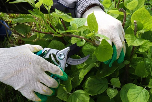 cutting Hydrangeas