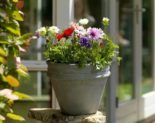 Flowers that Look Like Roses 2