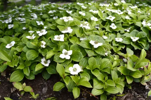 Shade Loving Ground Covers 2