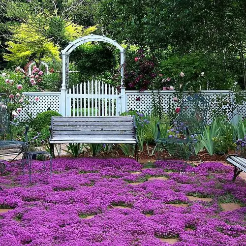 Groundcovers With Purple Flowers 2