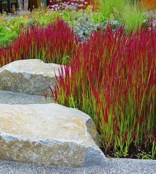 Red Ornamental Grasses 2