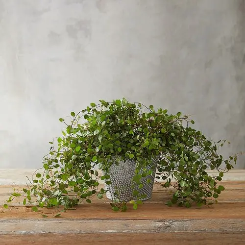 top Cool Indoor Vines and Climbers People Usually Don't Grow