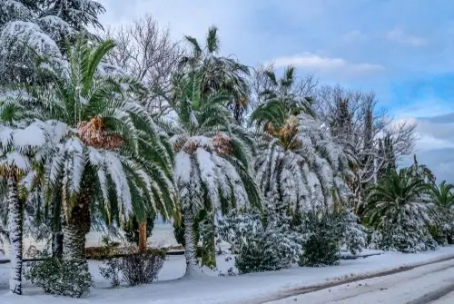 Most Cold Tolerant Palm Trees 2