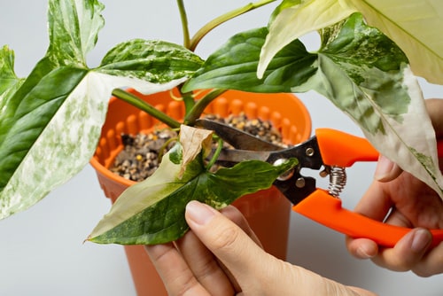 How to Make Arrowhead Plant Bushier and Full 2