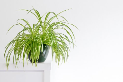 amazing Houseplants for Healthy Lungs