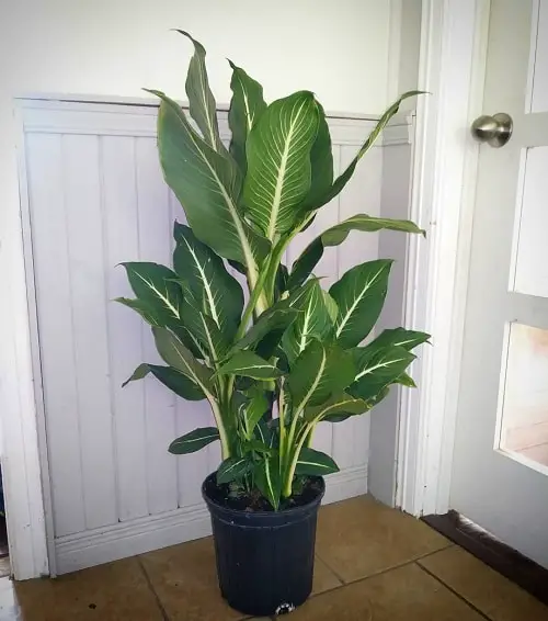 top Indoor Banana Tree-Resembling Plants
