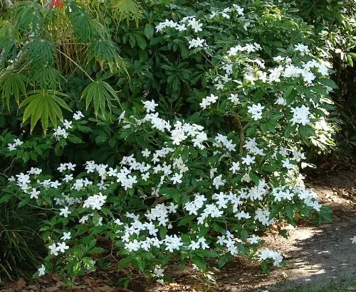Most Fragrant Flowers According to Gardeners 31