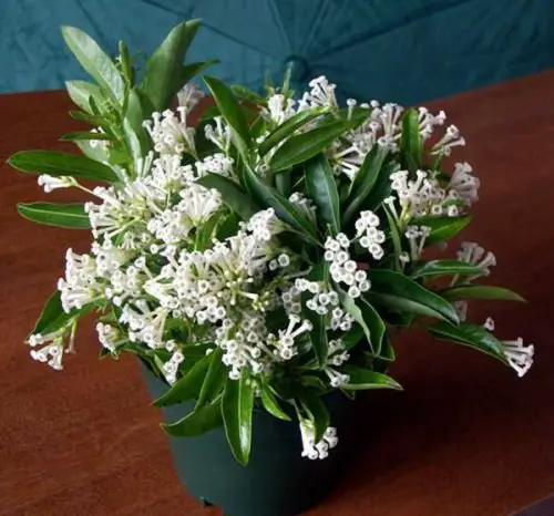 Most fragrant flowers chosen by gardeners. 32