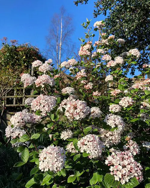 Most fragrant flowers chosen by gardeners. 34