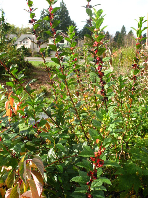 Plants that Can Handle Drought 5