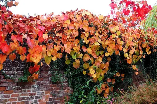 Best Plants to Cover a Fence 43
