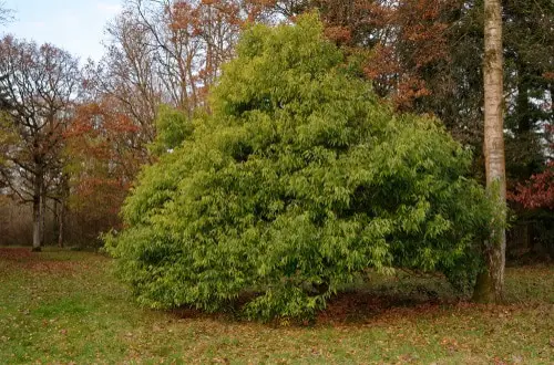 Types of Oak Trees 14