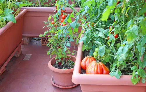 Edible Balcony Gardens 2