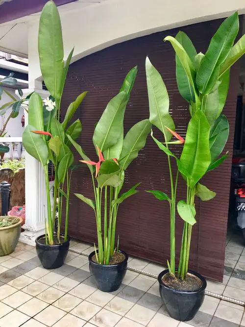 best  Indoor Plants That Look Like A Banana Tree