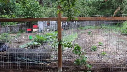 Beautiful DIY Fence