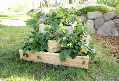 Ways to Grow Strawberries 2