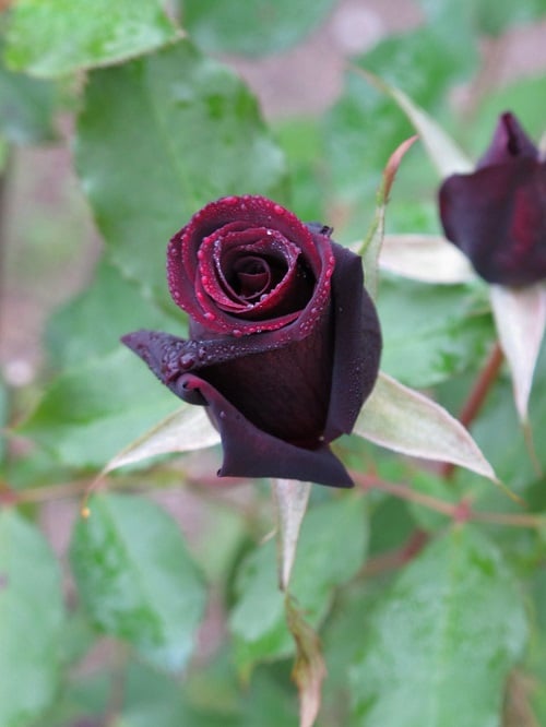 Types of Black Roses Varieties 