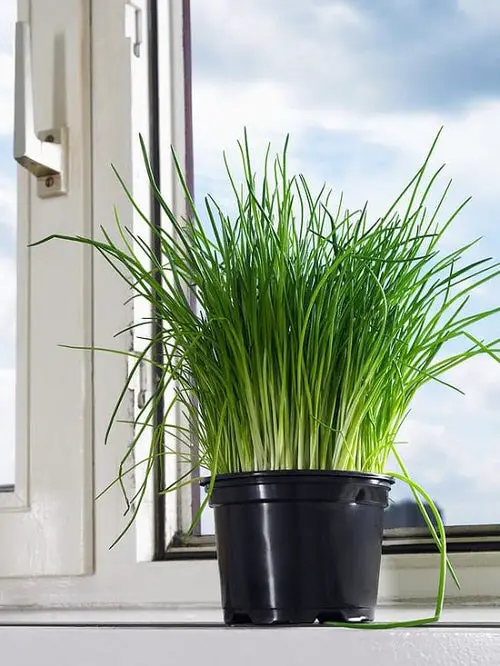 Best Windowsill Herbs 2