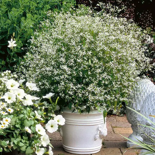 beautiful Top Flowers for Direct Sunlight
